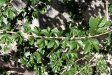 Ulmus pumila. Часть прошлогоднего побега с развивающимися боковыми побегами текущего года. Казахстан, Туркестанская обл., Сузакский р-н, Западная Бетпак-Дала, окр. пос. Кыземшек (бывш. Степной), пустырь на окраине равнинной полынно-боялычной пустыни, на глинистой почве. 28 апреля 2021 г.