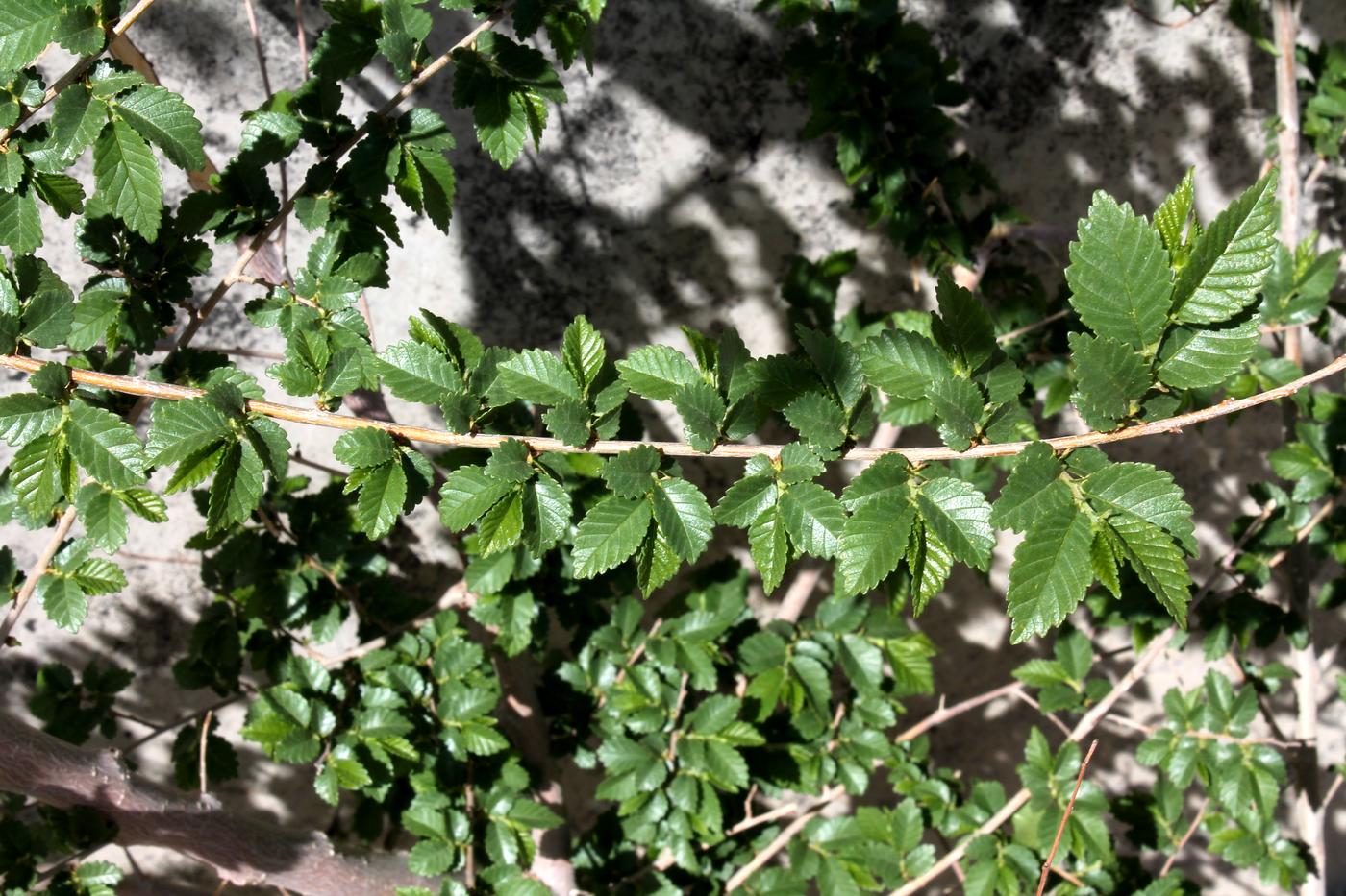 Image of Ulmus pumila specimen.