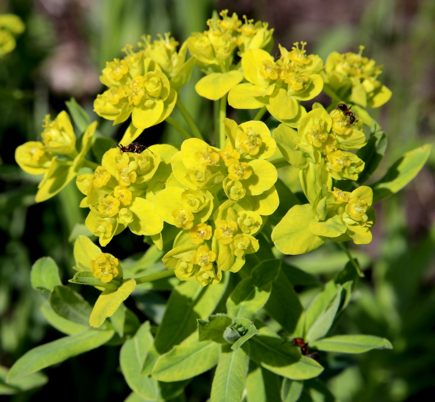 Image of Euphorbia semivillosa specimen.