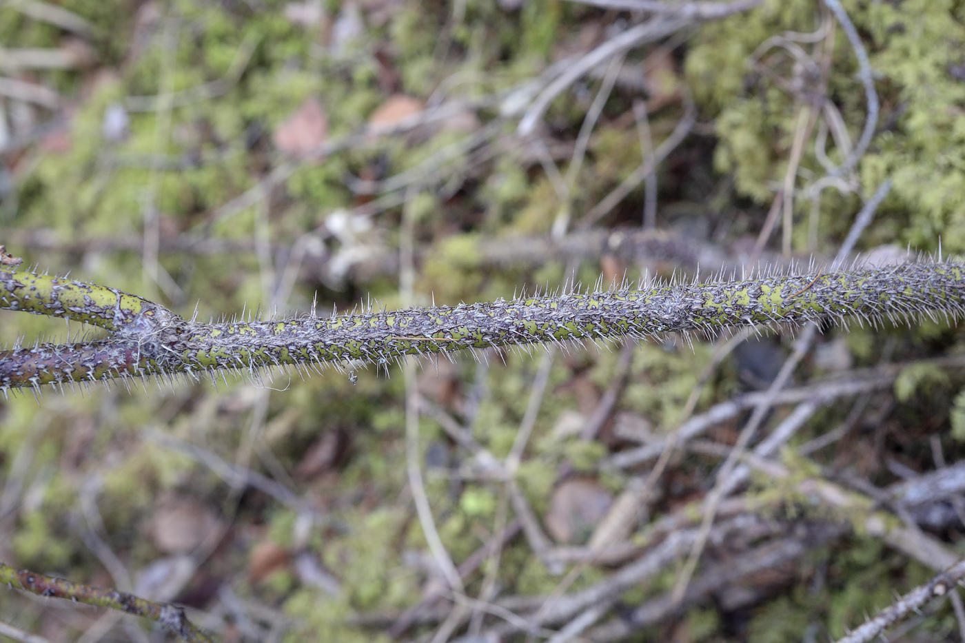 Image of Rosa acicularis specimen.