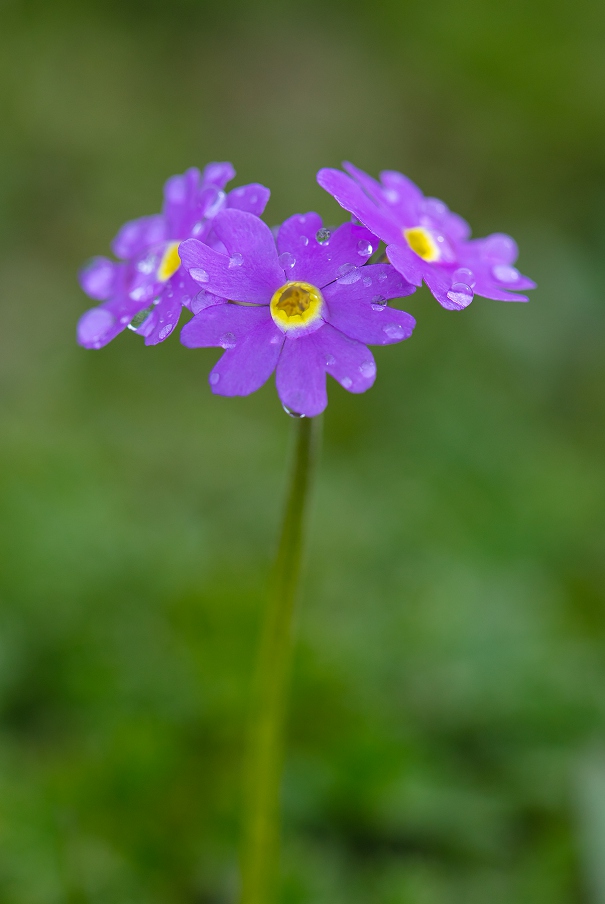 Изображение особи Primula algida.