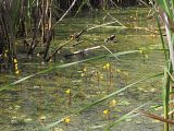 Utricularia vulgaris