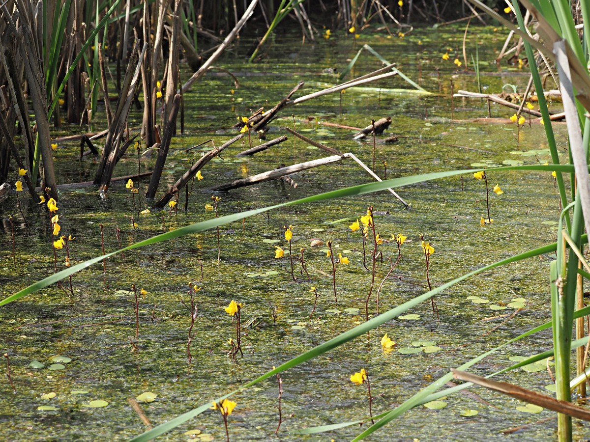 Изображение особи Utricularia vulgaris.