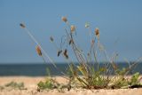 Plantago lanceolata