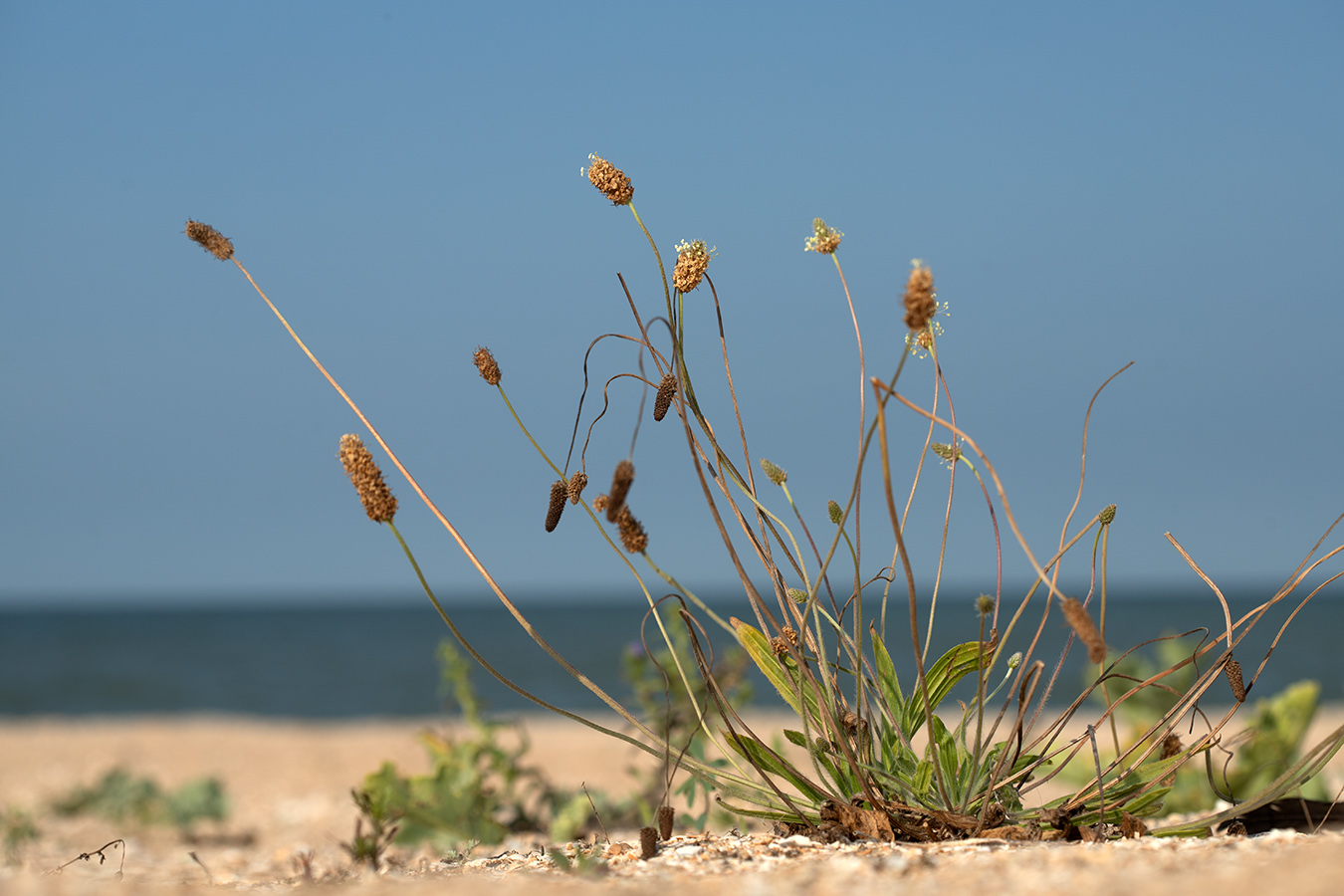 Image of Plantago lanceolata specimen.