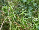 Galium aparine. Верхушки цветущих и плодоносящих побегов. Ростовская обл., Азовский р-н, с. Кугей, во дворе. 26.05.2012.