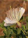 Capparis herbacea. Цветок. Дагестан, Кумторкалинский р-н, хр. Нарат-Тюбе, полупустынный склон. 18 июня 2021 г.