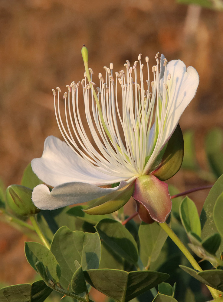 Изображение особи Capparis herbacea.