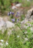 Polemonium caucasicum