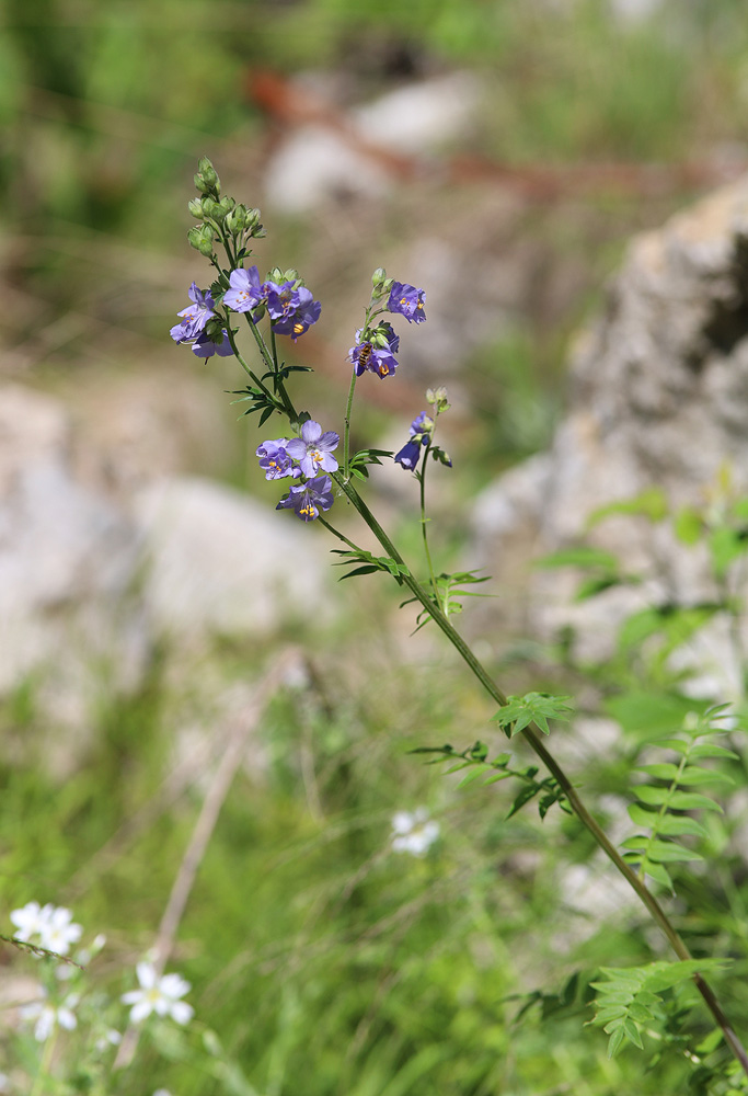 Image of Polemonium caucasicum specimen.