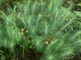 Euphorbia cyparissias. Отплодоносившее растение. Хабаровск, левый берег Амура, о. Кабельный, СНТ \"Дубки\". 23.07.2011.