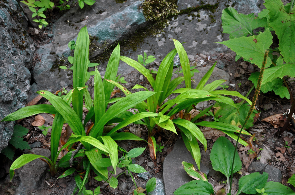 Image of Carex siderosticta specimen.