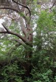 Pinus pityusa. Ствол и крупные ветви старого дерева. Абхазия, окр. пос. Цандрыпш, сосново-широколиственный лес на склоне горы. 10.08.2021.