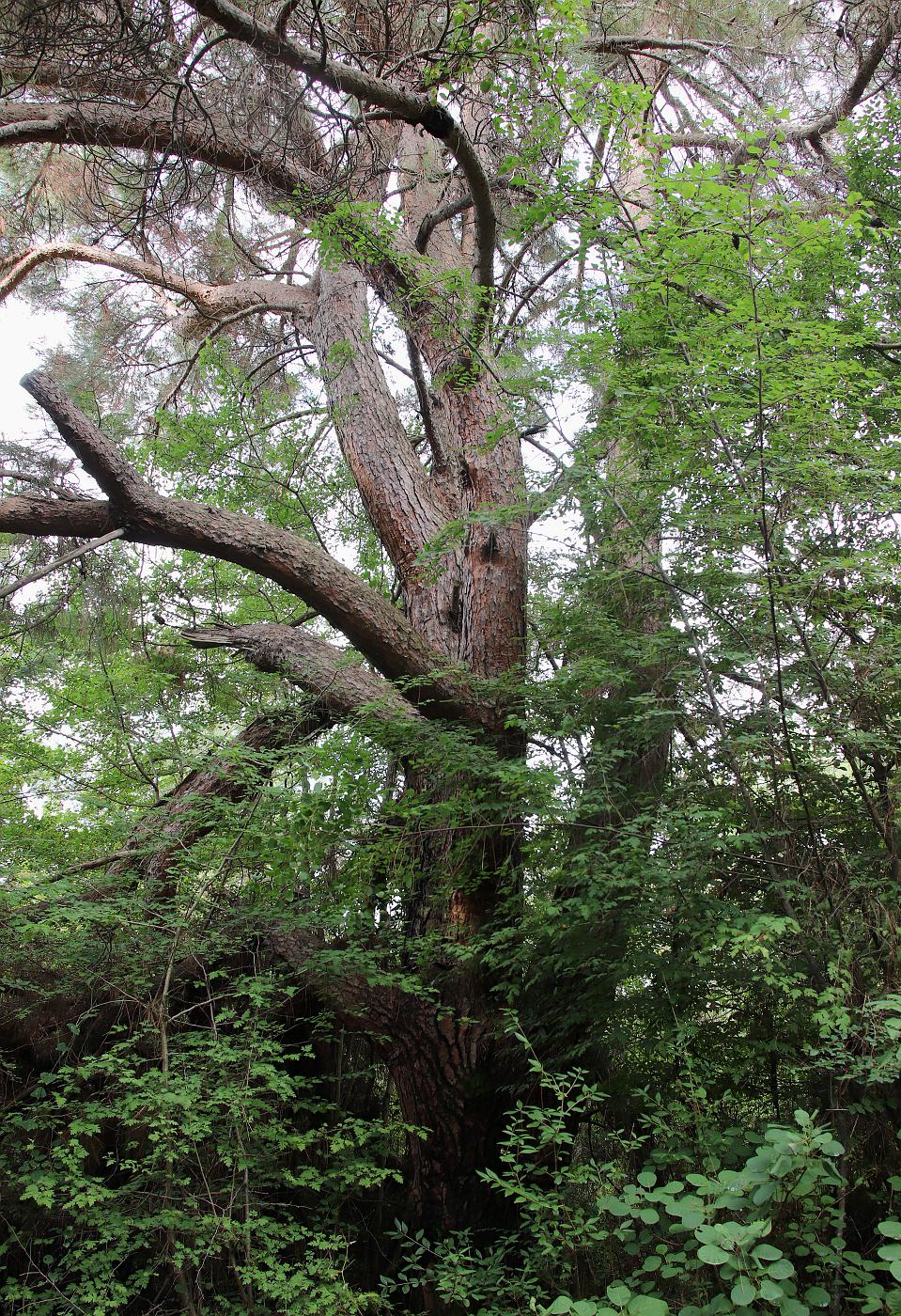 Image of Pinus pityusa specimen.