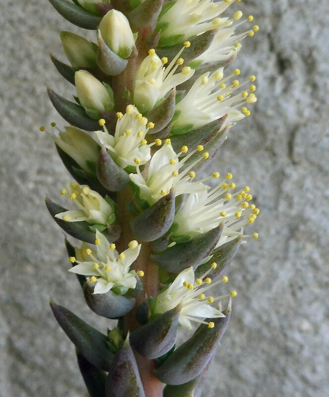 Image of Orostachys spinosa specimen.