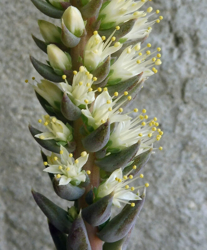 Изображение особи Orostachys spinosa.