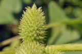 Xanthium orientale
