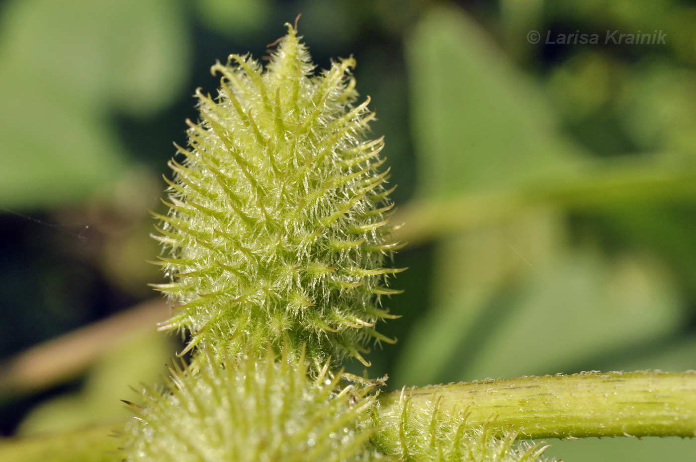 Image of Xanthium orientale specimen.