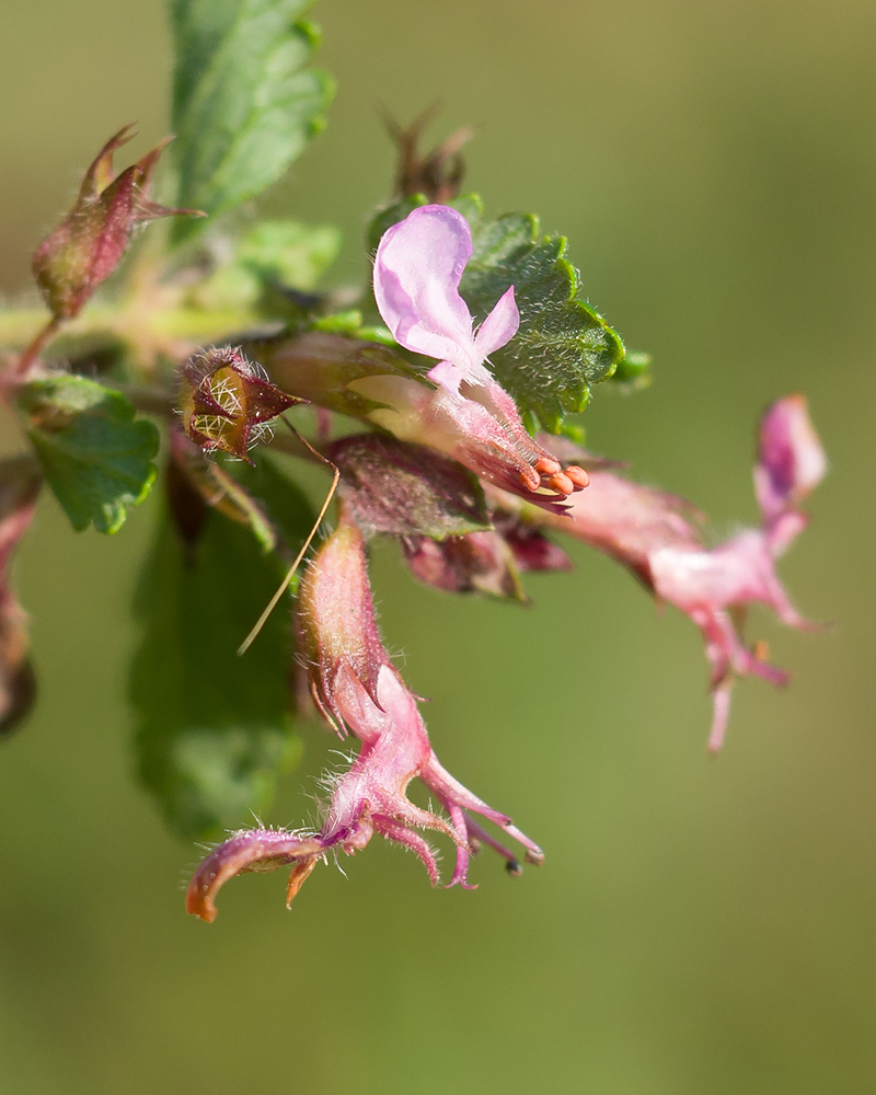 Image of Teucrium chamaedrys specimen.