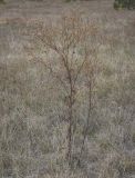 Senecio jacobaea. Высохшее плодоносящее растение. Республика Удмуртия, Каракулинский р-н, Ныргындинское сельское поселение, дер. Зуевы Ключи, суходольный луг. 08.10.2021.