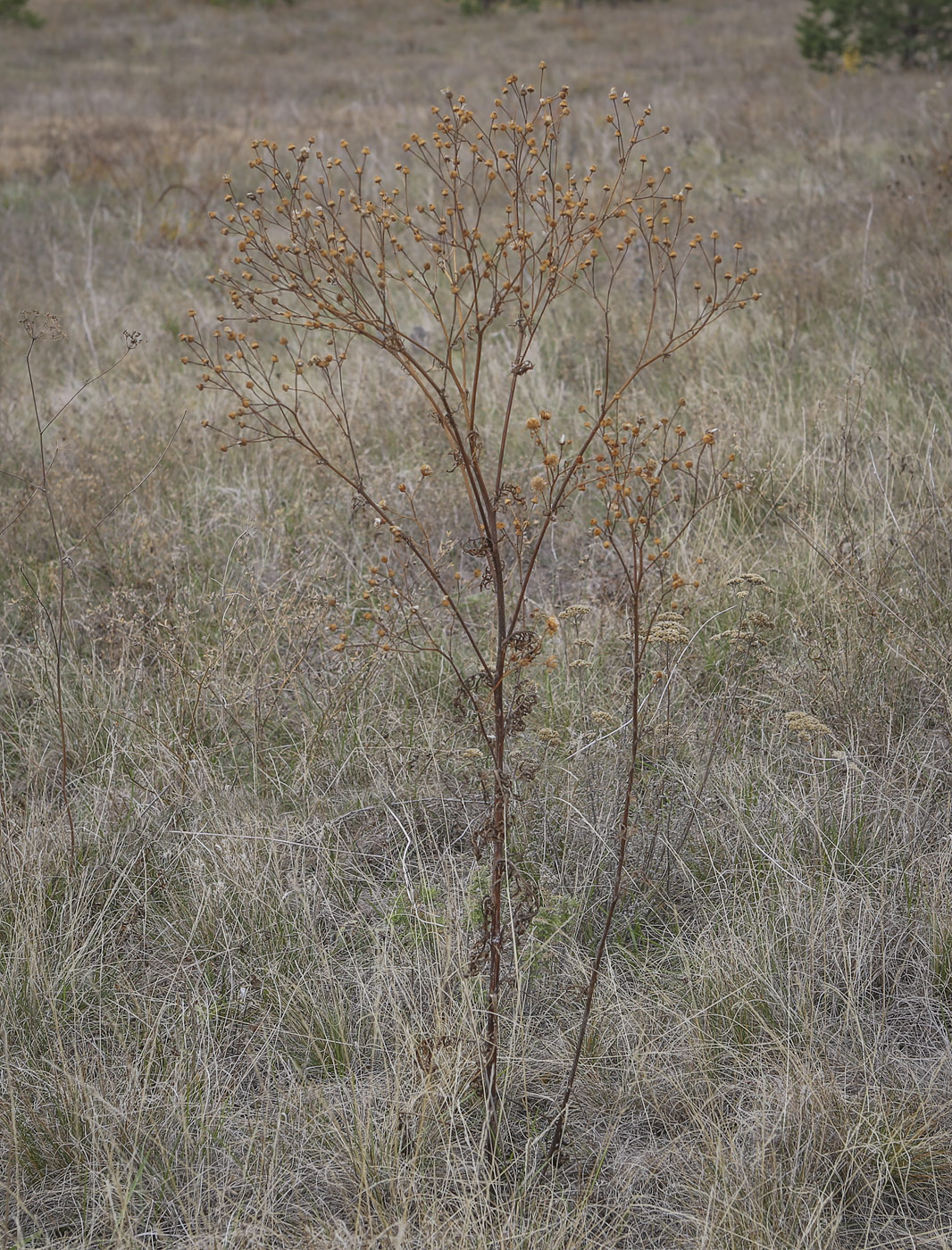 Image of Senecio jacobaea specimen.