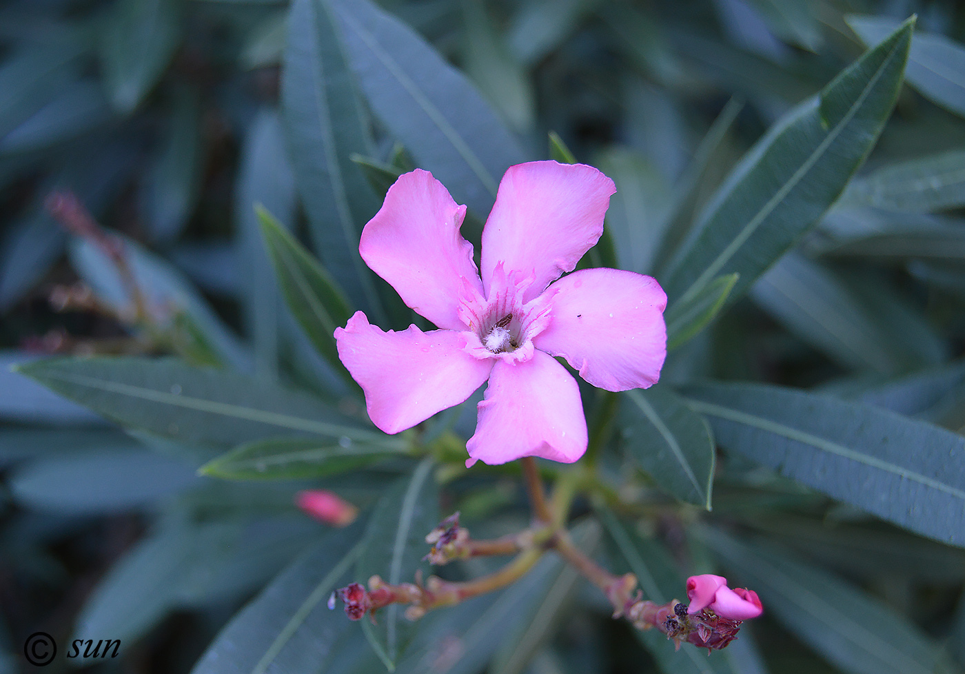 Изображение особи Nerium oleander.