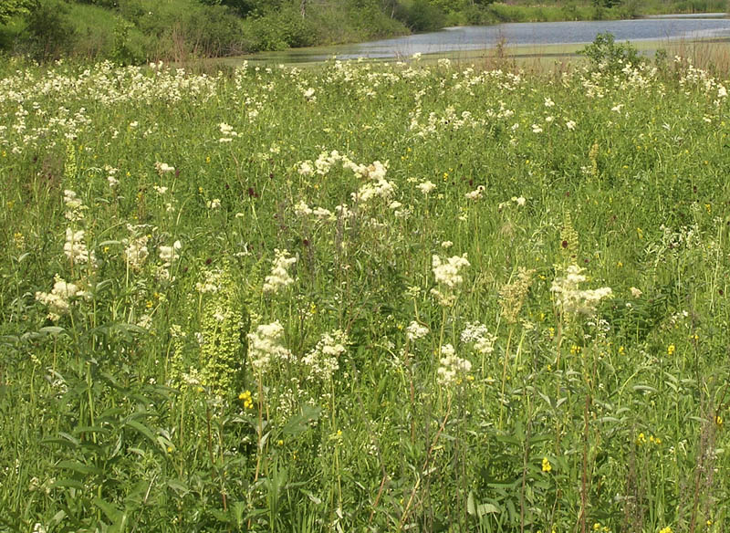 Image of Filipendula vulgaris specimen.