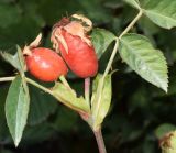 Rosa canina. Верхушка побега с плодами и листочками. Узбекистан, Ташкентская обл., южный склон Чаткальского хребта, бассейн р. Ахангаран, русло р. Джакиндек. 02.09.2021.