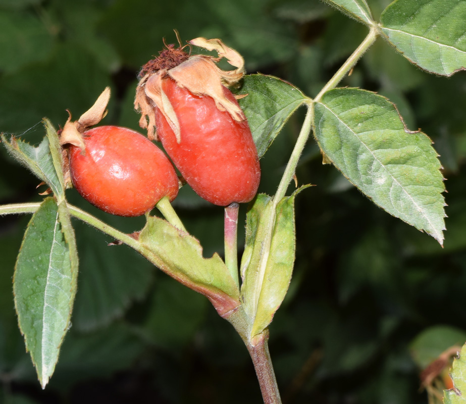 Image of Rosa canina specimen.