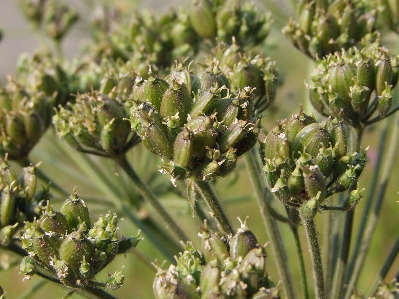 Изображение особи Heracleum dissectum.