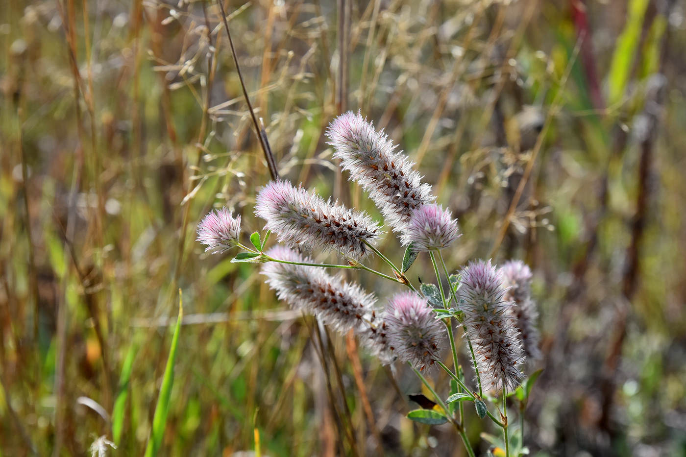 Image of Trifolium arvense specimen.