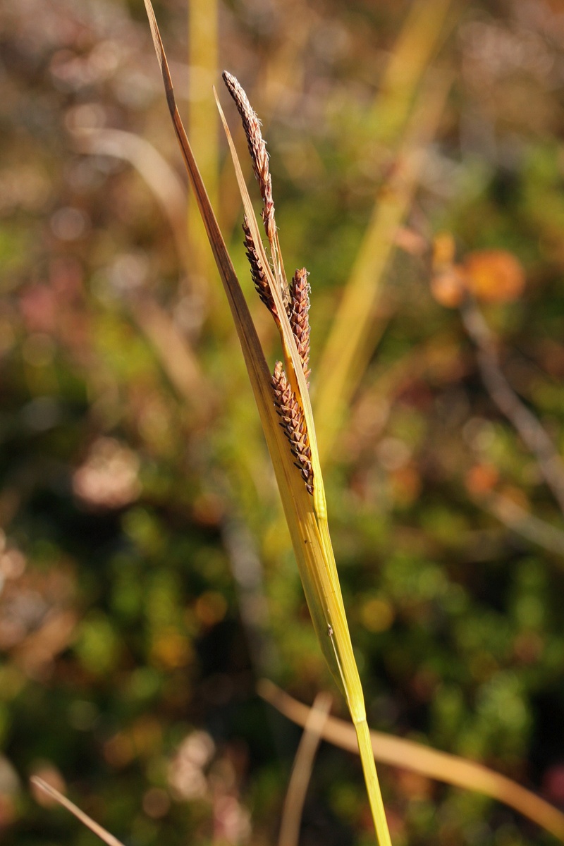 Image of Carex concolor specimen.