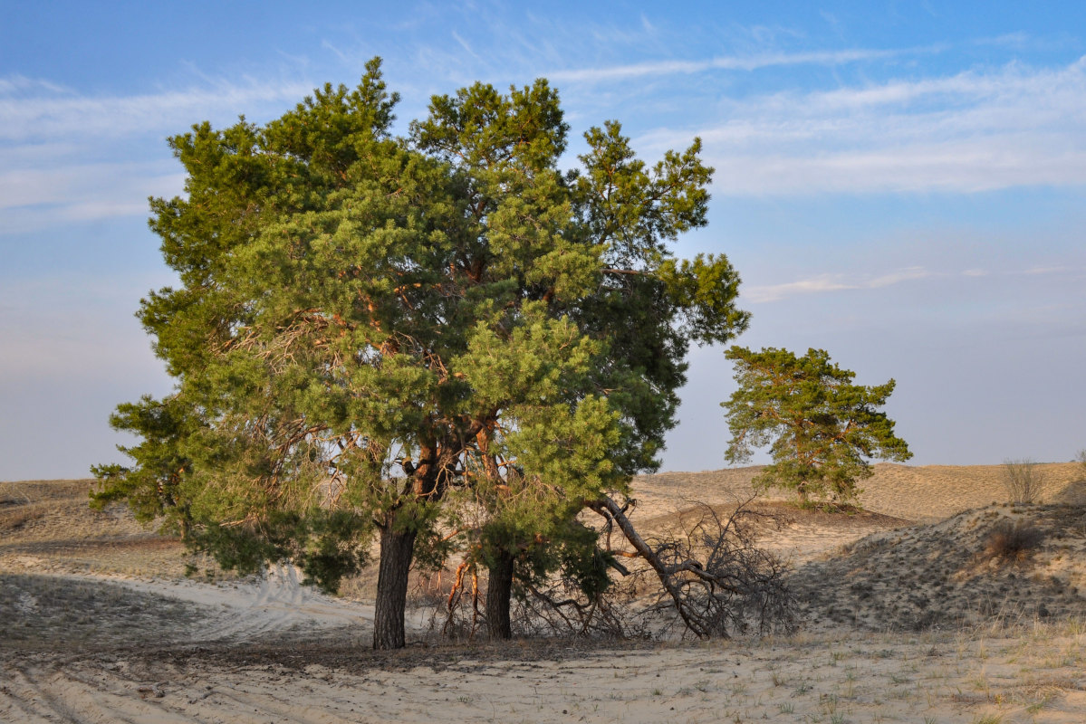 Изображение особи Pinus sylvestris.