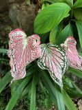 Caladium bicolor. Листья (\"Thai Beauty\"). Таиланд, провинция Краби, территория кафе, в культуре. 01.03.2018.