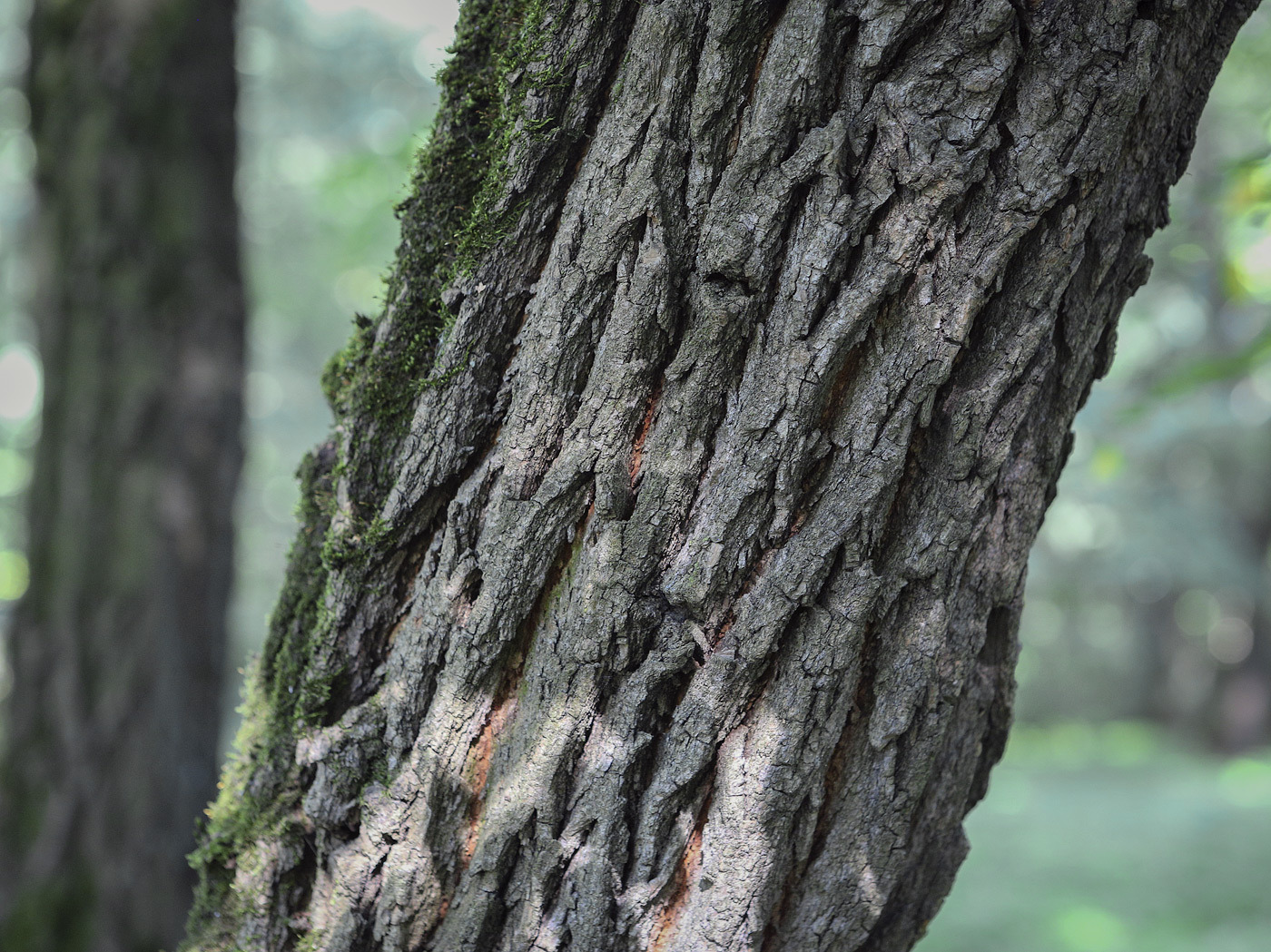 Изображение особи Robinia pseudoacacia.