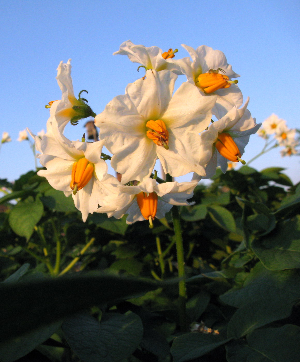 Image of Solanum tuberosum specimen.