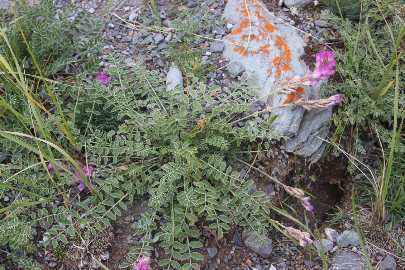 Image of Hedysarum gmelinii specimen.