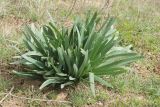 Ungernia victoris