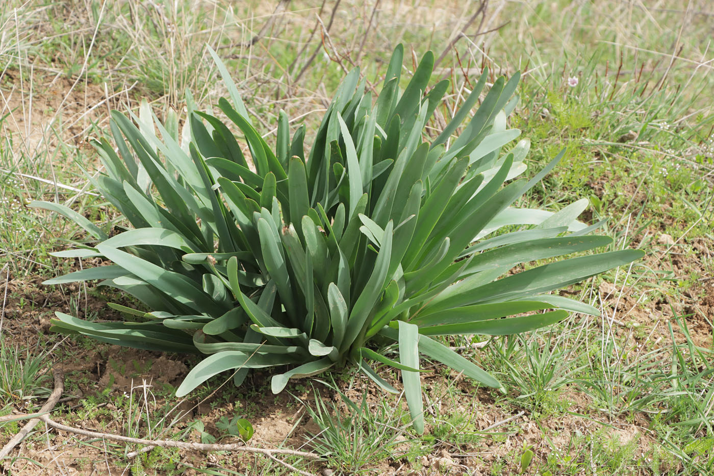 Изображение особи Ungernia victoris.