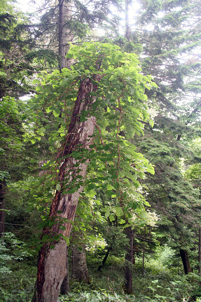 Image of Actinidia kolomikta specimen.