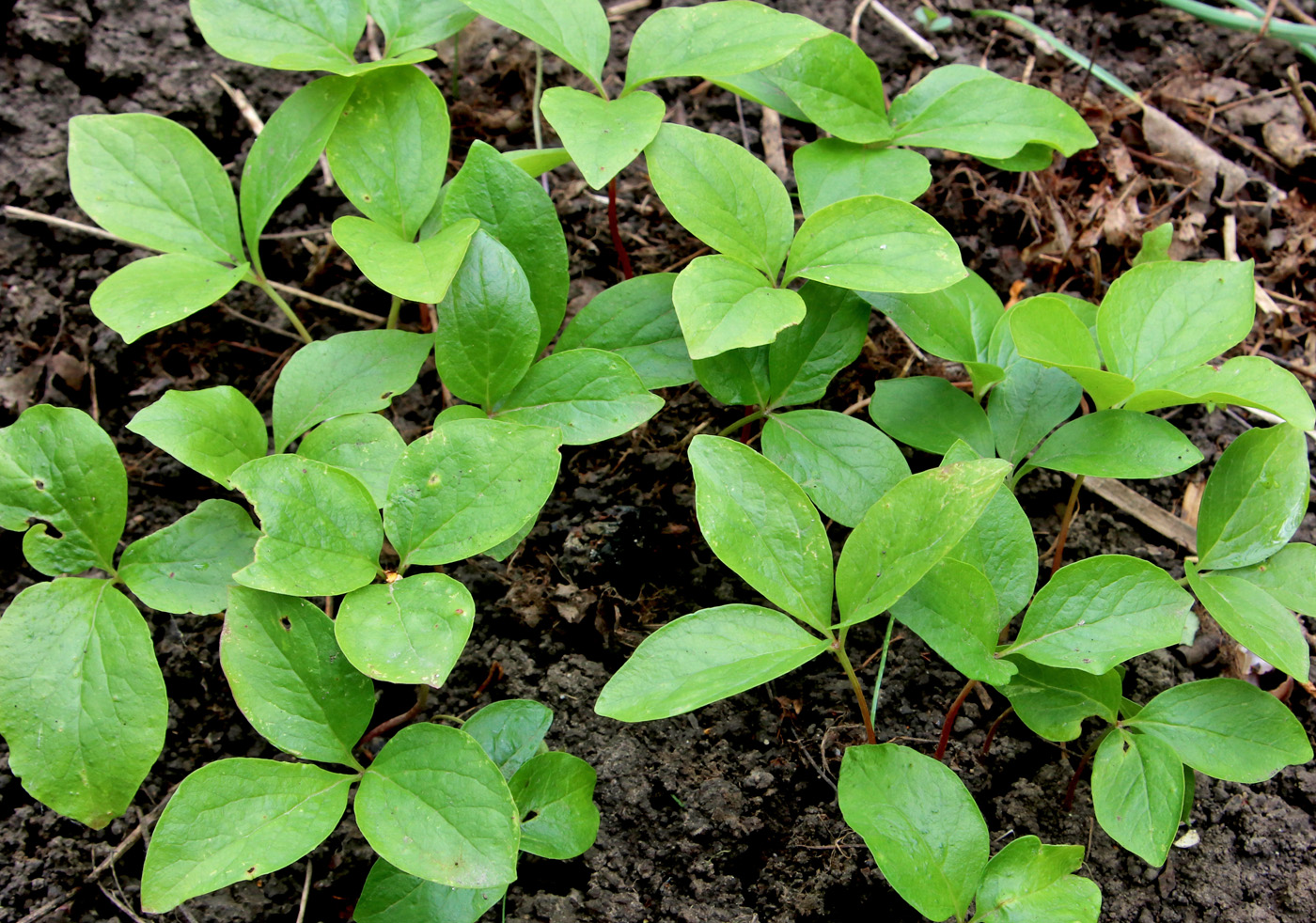 Изображение особи Paeonia wittmanniana.