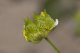 Ranunculus arvensis