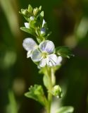 Veronica serpyllifolia. Верхушка цветущего побега с цветками и бутонами. Калужская обл., Боровский р-н, окр. дер. Семичёво, луг. 4 июня 2022 г.