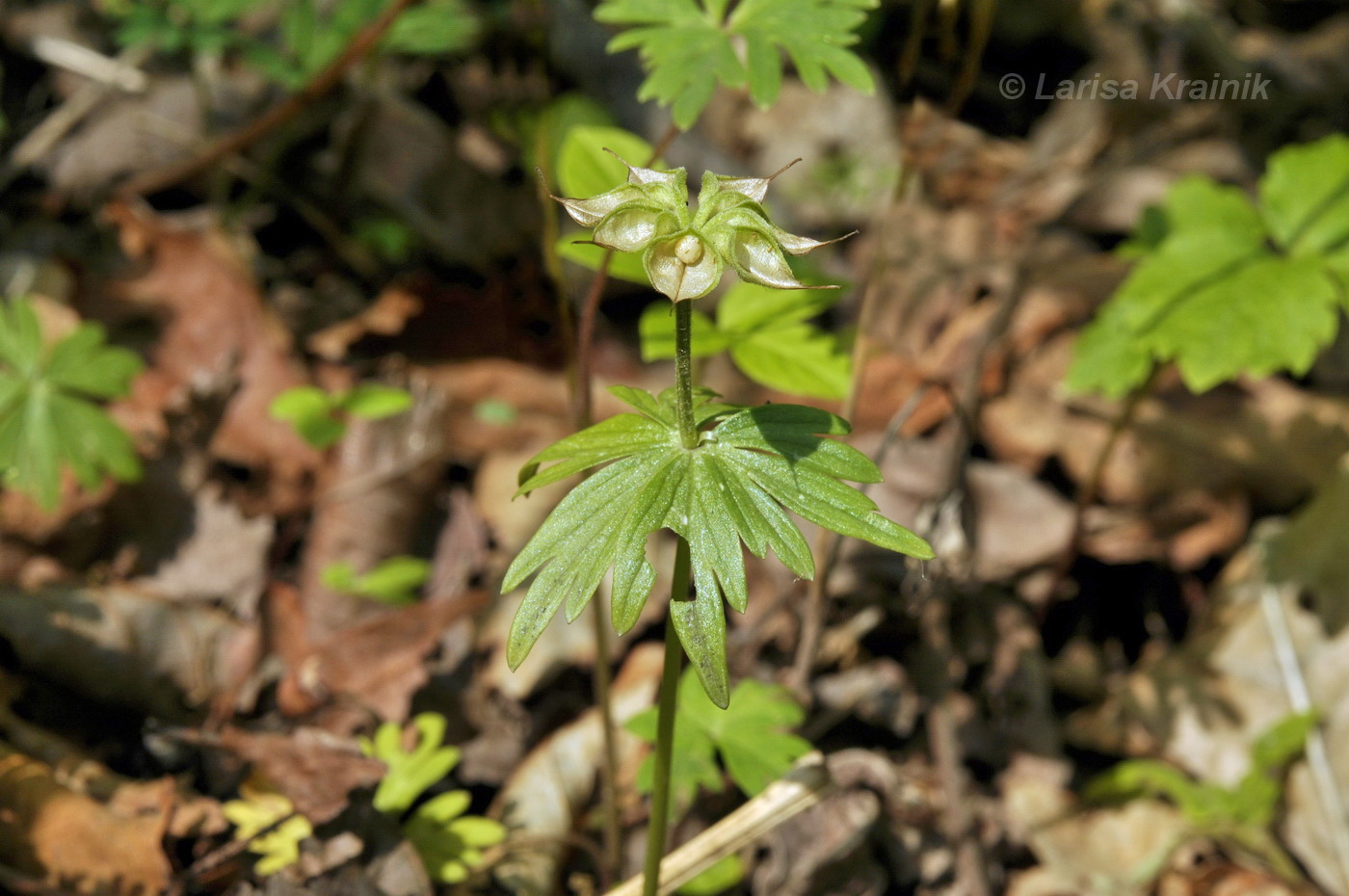 Image of Eranthis stellata specimen.