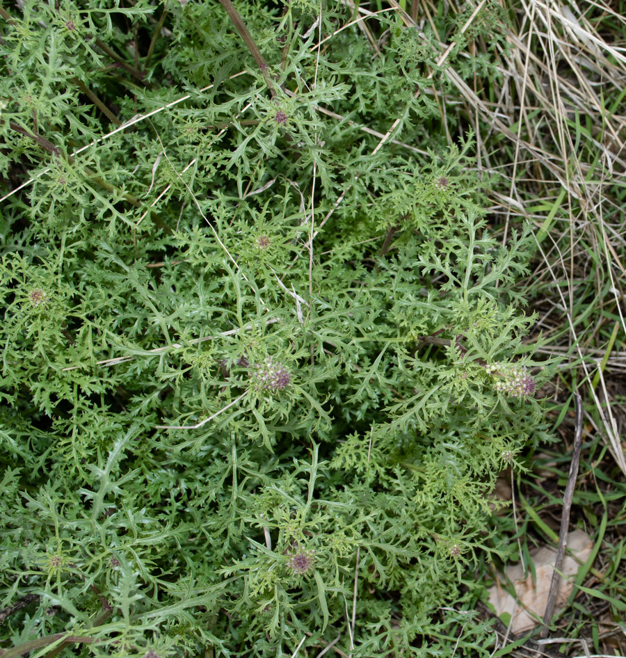 Image of Scrophularia xanthoglossa specimen.