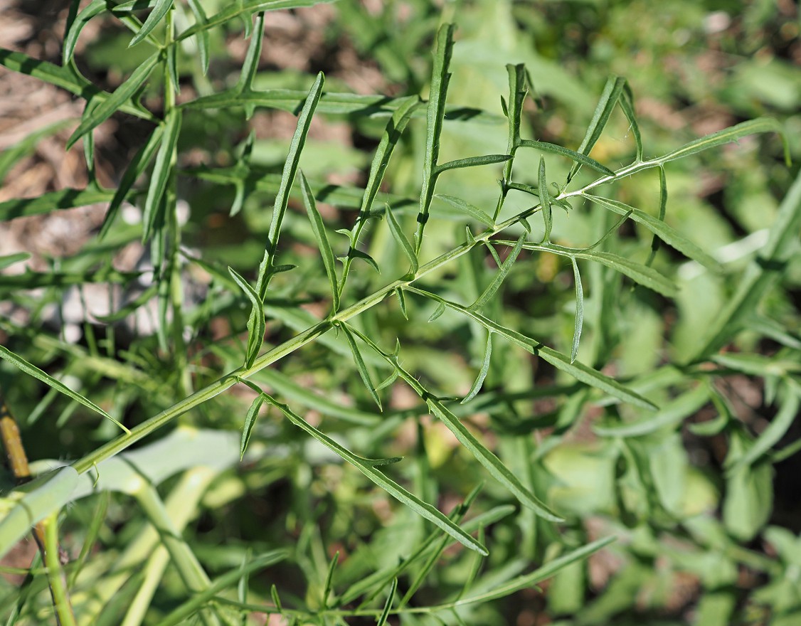 Изображение особи Sisymbrium altissimum.