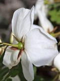 genus Rosa. Цветок. Дагестан, Левашинский р-н, окр. с. Цудахар, каменистый склон. 9 мая 2022 г.
