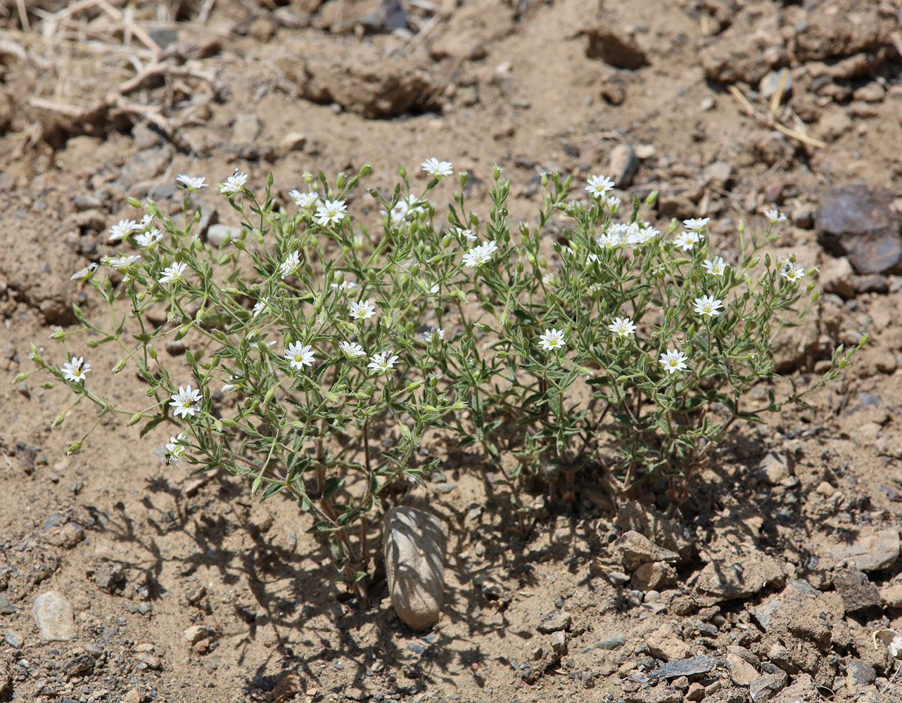 Изображение особи Stellaria dichotoma.