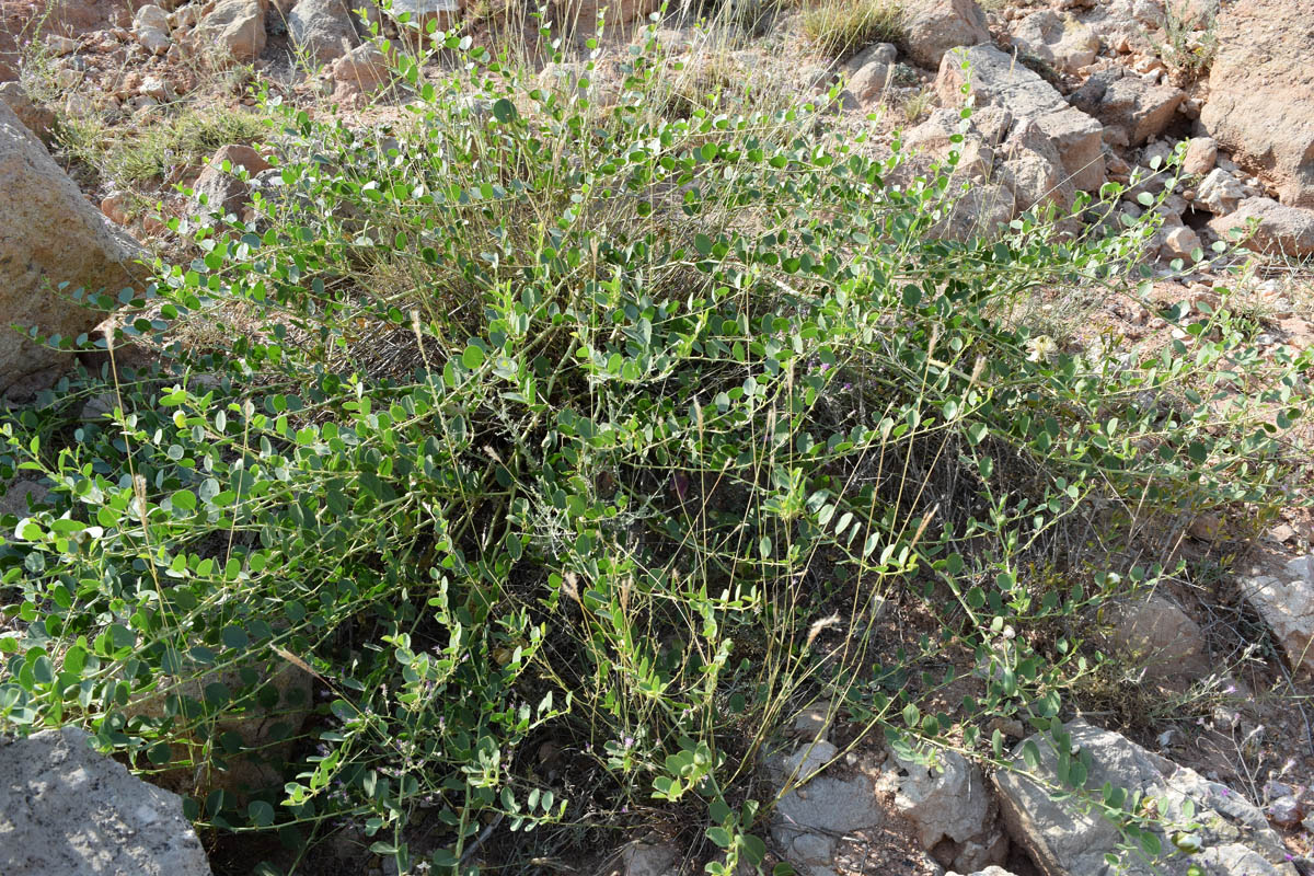 Изображение особи Capparis herbacea.