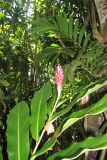 Alpinia purpurata. Соцветие и листья. Папуа Новая Гвинея, регион Момасе, провинция Маданг, окр. г. Маданг. 25.08.2009.
